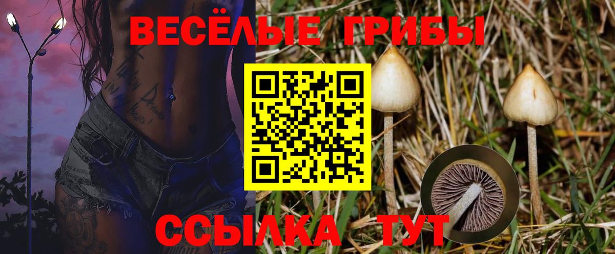 где продают   Вход с VPN  Георгиевск  Псилоцибиновые грибы ЛСД 